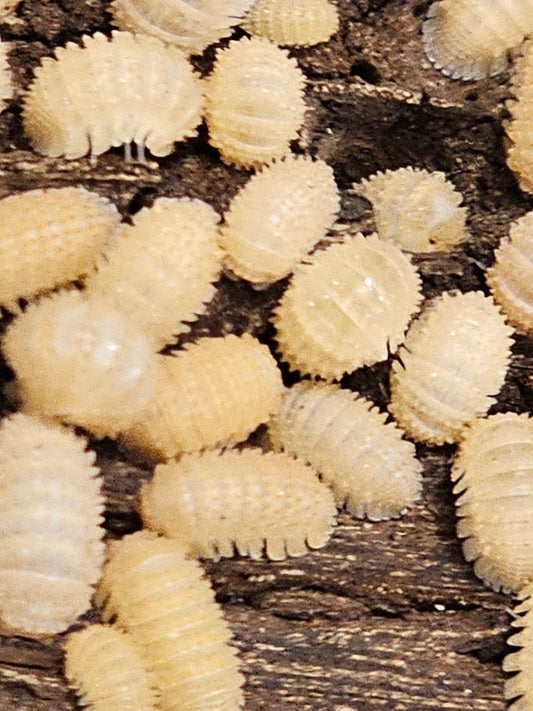 Cristarmadillidium muricatum spikey pinneaples