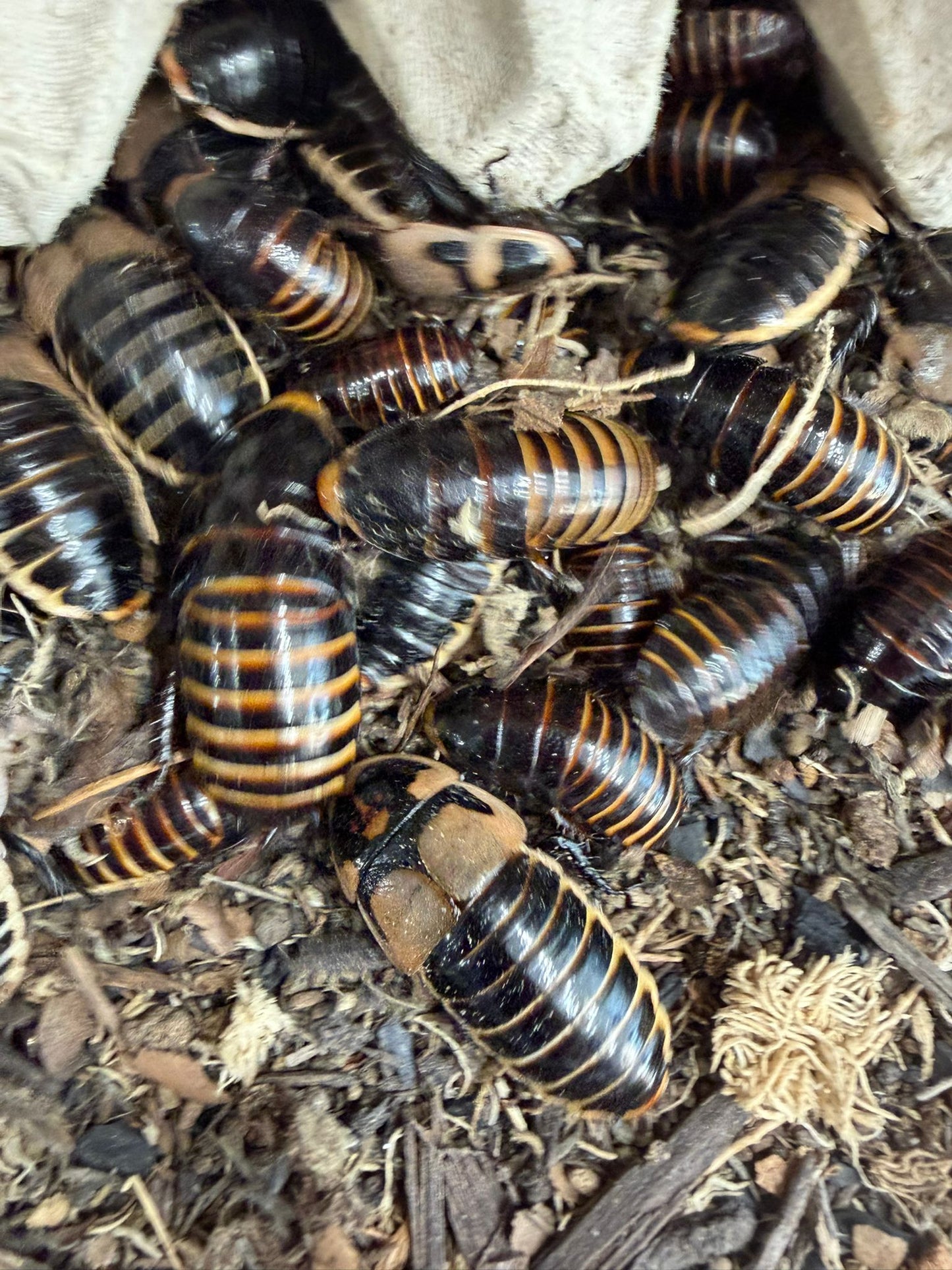 Lucihormetica Subcincta Cockroach