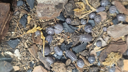 armadillo officinalis turkey