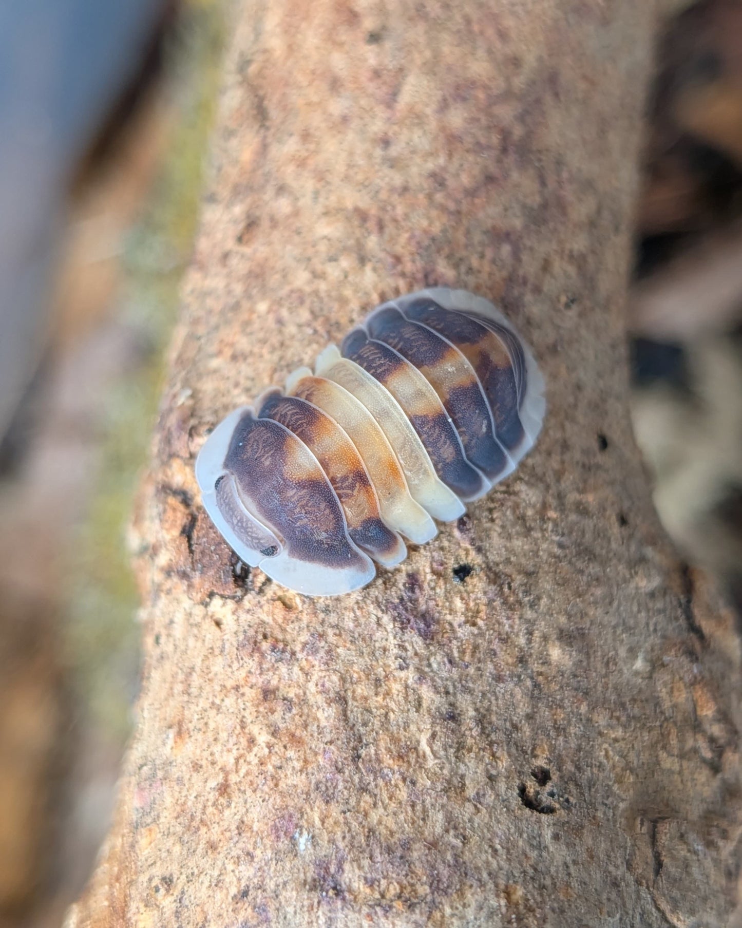 Cubaris sp Cappuccino