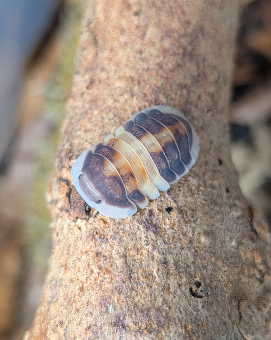 Cubaris sp Cappuccino