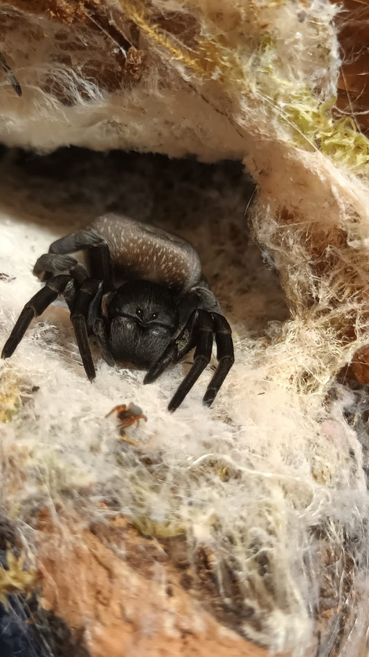 Velvet Spider - Gandanameno Sp (Slings)