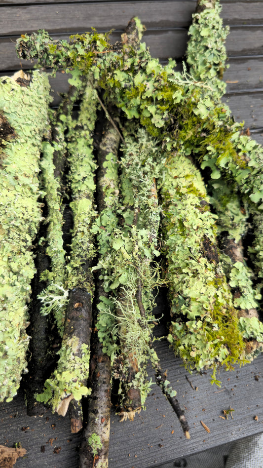 Lichen sticks