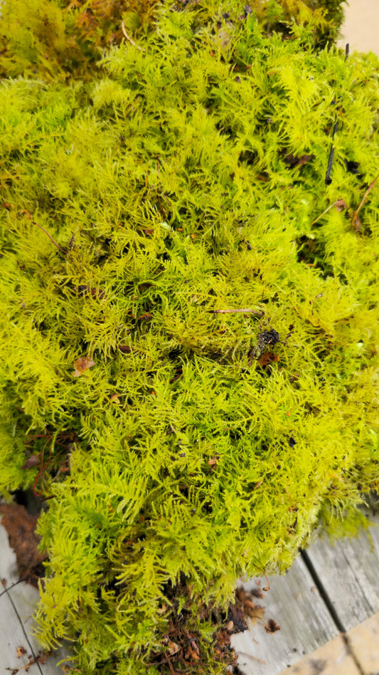 Live moss
