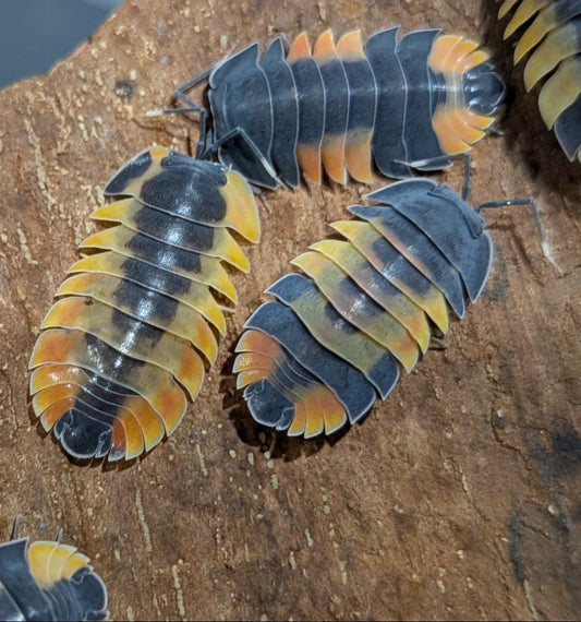 Ardentiella Lava Pastel