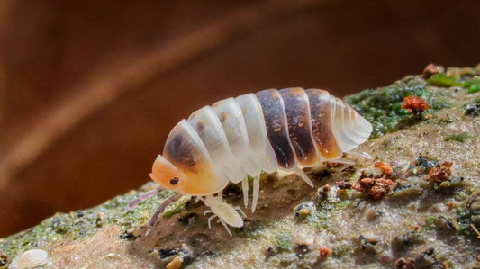 Cubaris sp White Shark