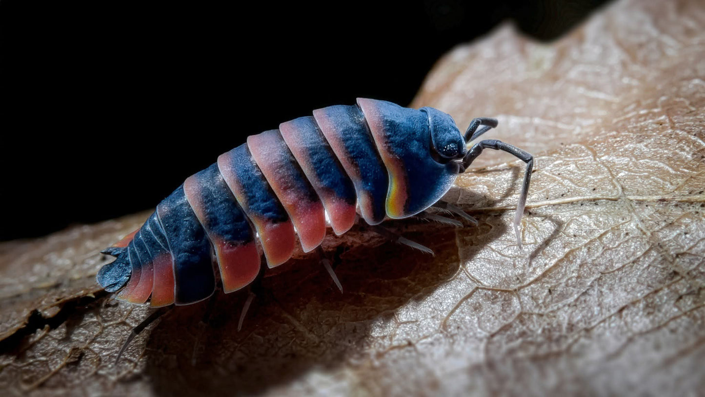 Ardentiella Ember Bee