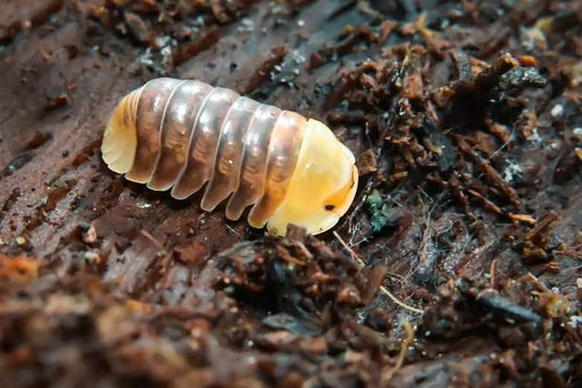 Cubaris sp rubber ducky