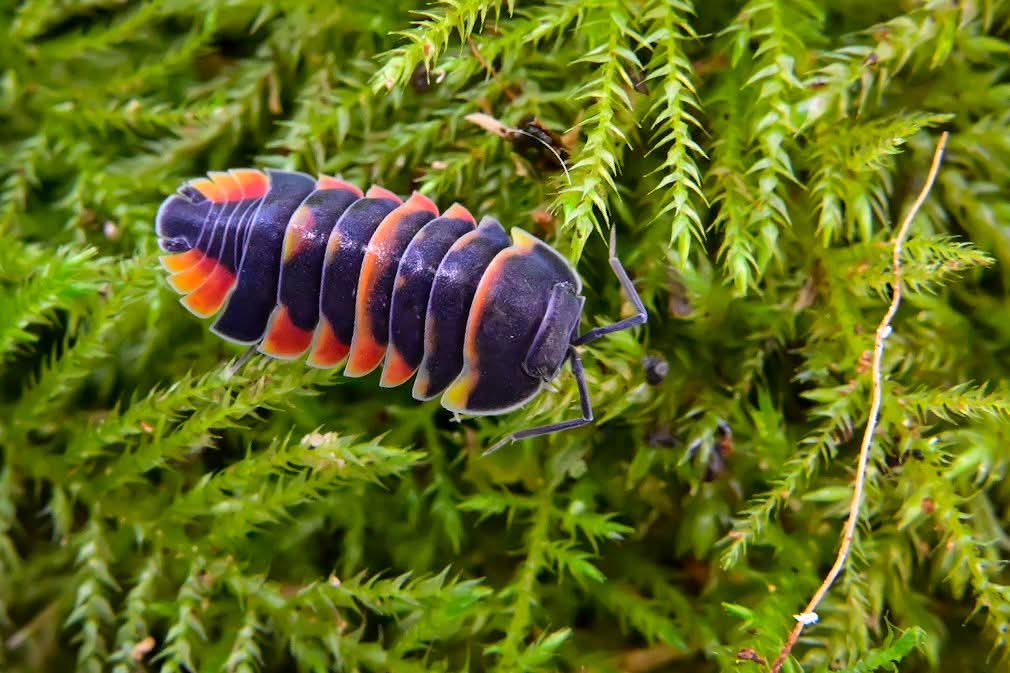 Ardentiella Ember Bee