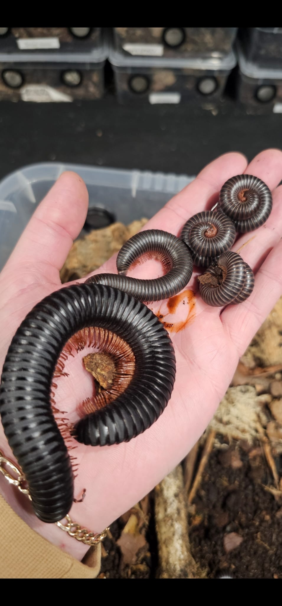 Giant Cameroon Matt Black Millipedes