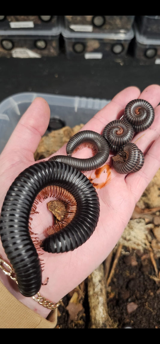 Giant Cameroon Matt Black Millipedes