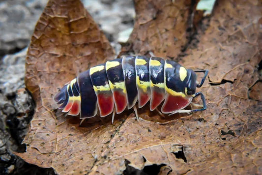 Ardentiella Red Diablo