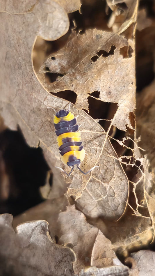 Ardentiella Yellow Phoenix