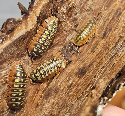 Armadillidium klugii yellow fellow