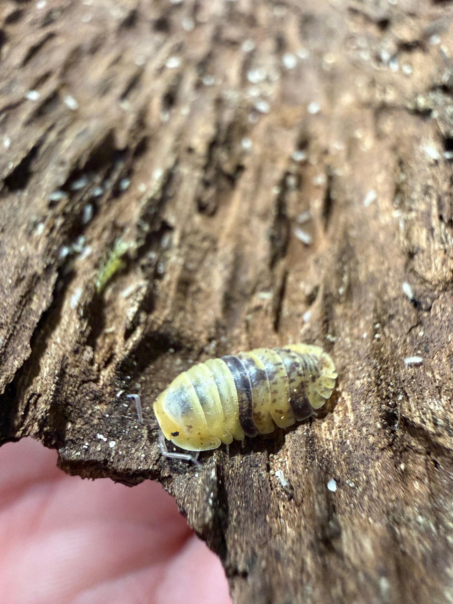 Fillipinodillo Leopard Bee