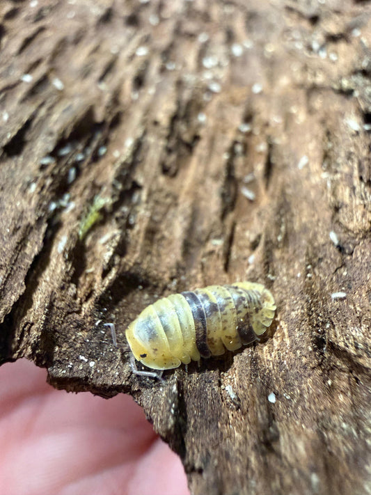 Fillipinodillo Leopard Bee