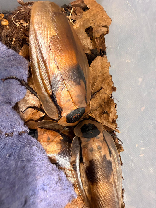 False Death Head Cockroach  Blaberus Discoidalis