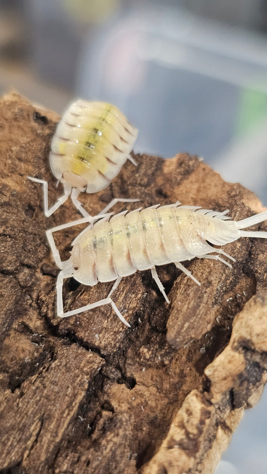 Porcellio bolivari lemonade