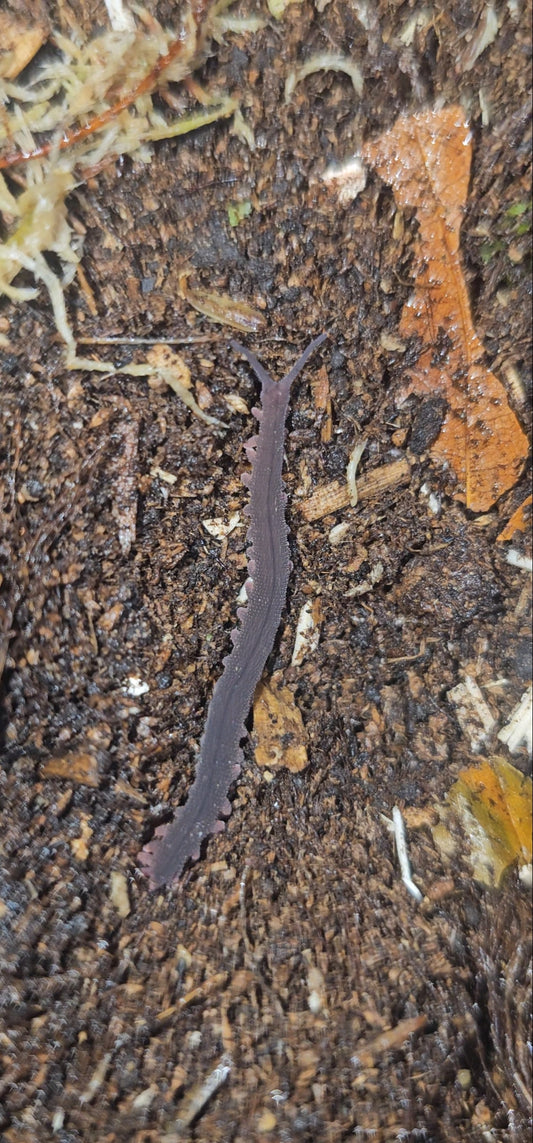 Velvet worm Eoperipatus totoro