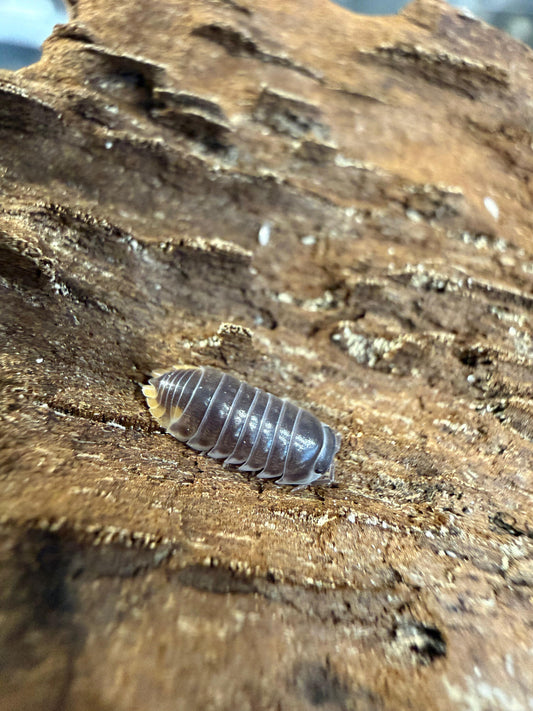 Hallaniyat Island Oman Periscyphis sp