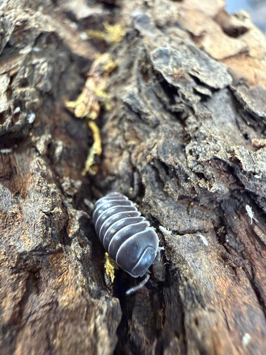 Filipinodillo Borneo Zebra
