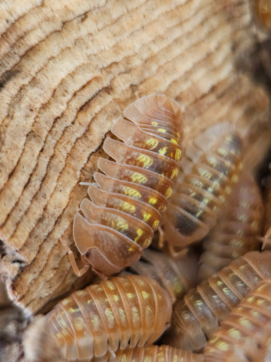 Armadillidium granulatum orange