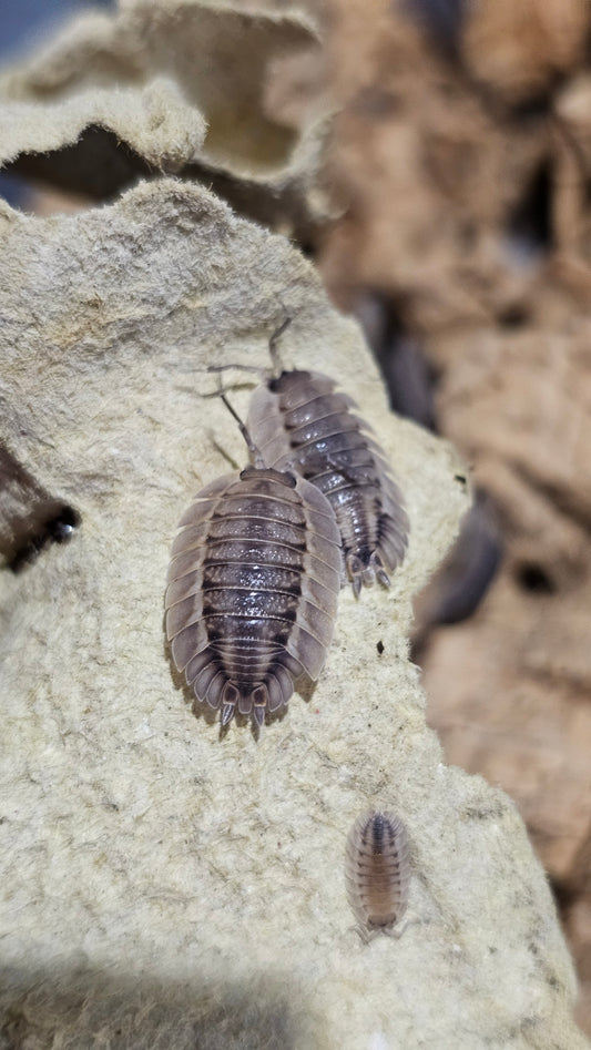 Porcellio spatulatus coros