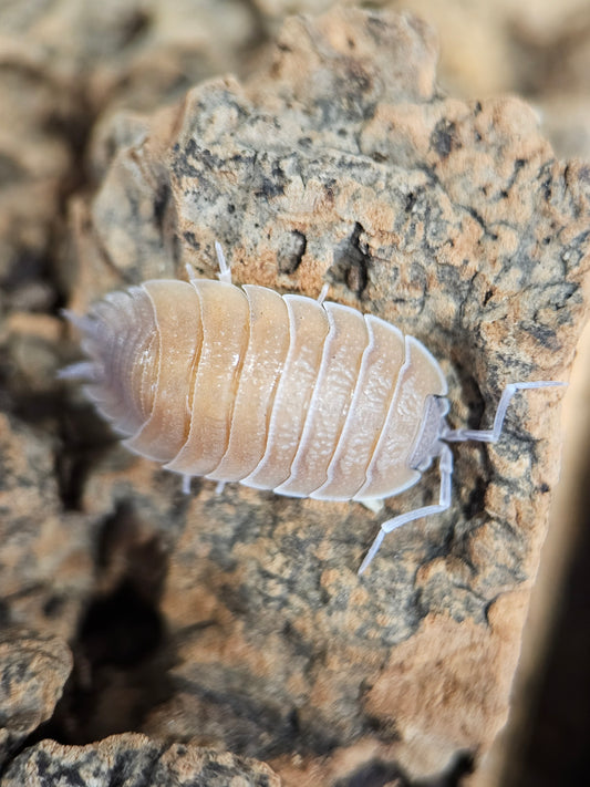 Porcellio baeticensis Naranjito