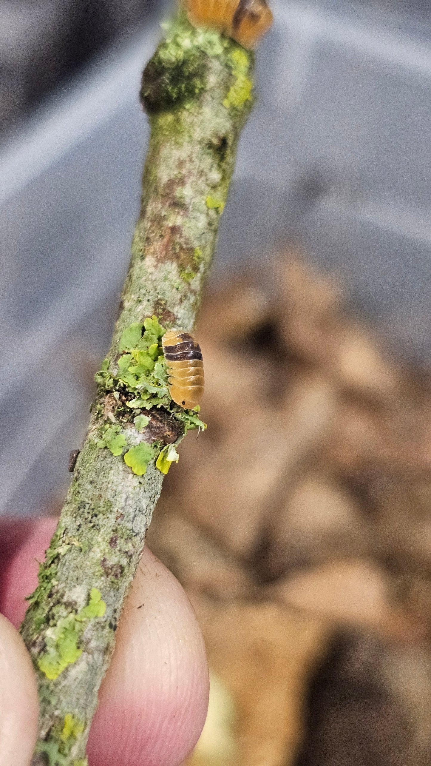 Cubaris sp Amber Ducky