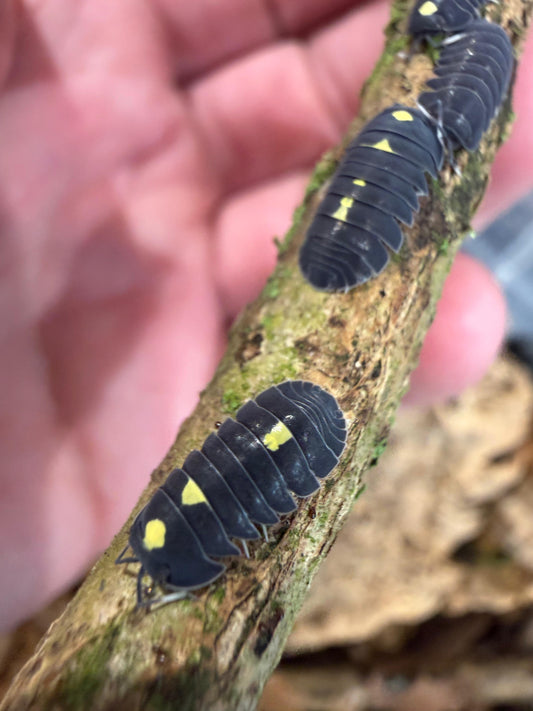 Ardentiella Classic Diablo