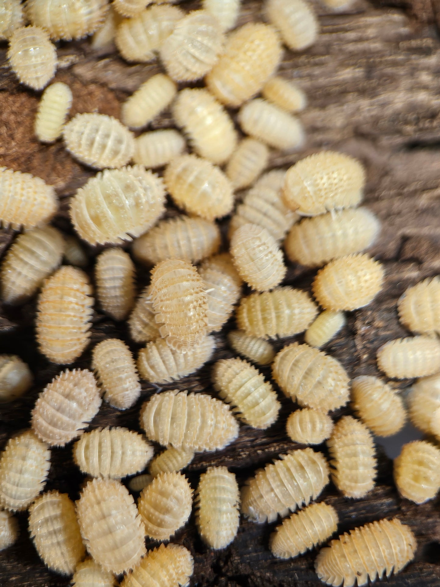 Cristarmadillidium muricatum spikey pinneaples