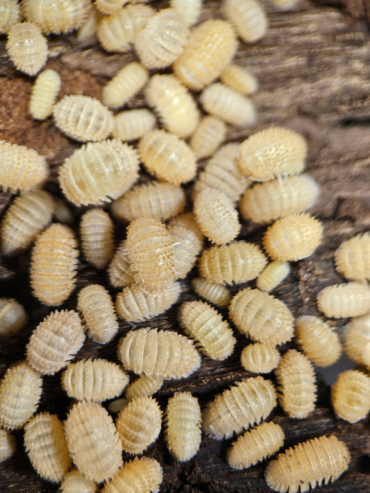 Cristarmadillidium muricatum spikey pinneaples