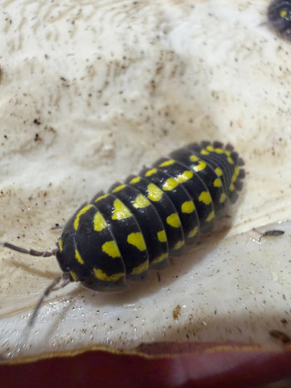 Armadillidium Gestroi