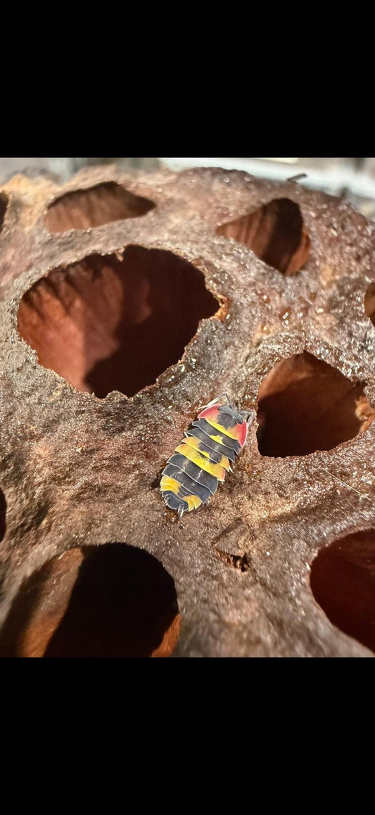 Ardentiella Tricolour