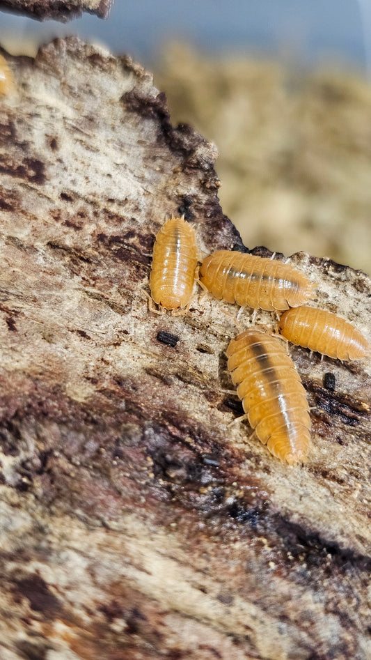 Porcellio laevis giant orange