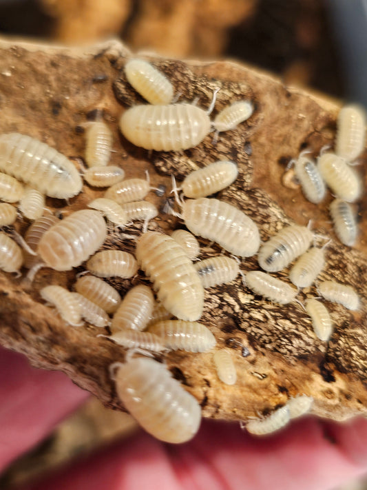 Armadillidium Vulgare albino t-