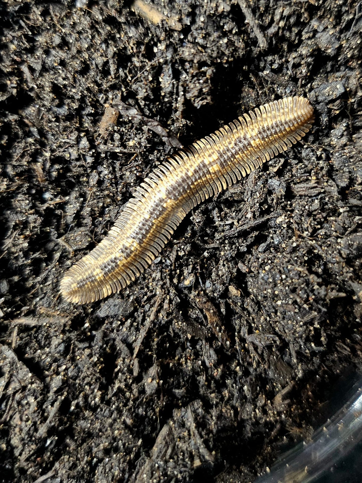 Brachycybe sp Vietnam Millipede