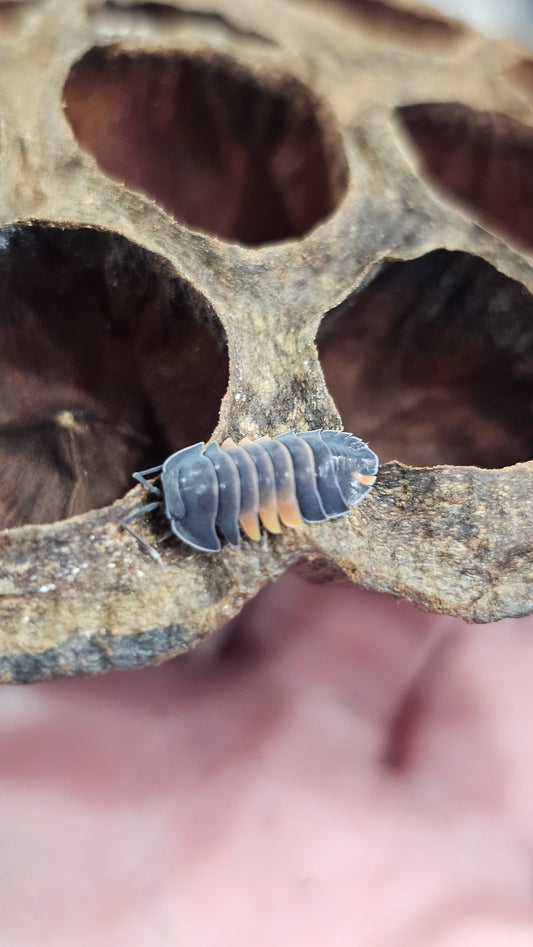 Ardentiella lava orange