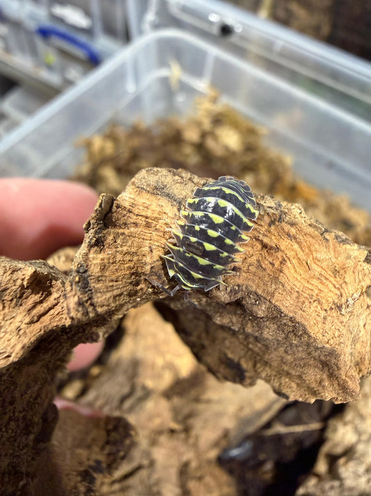 Armadillidium Maculatum Yellow Shark Teeth