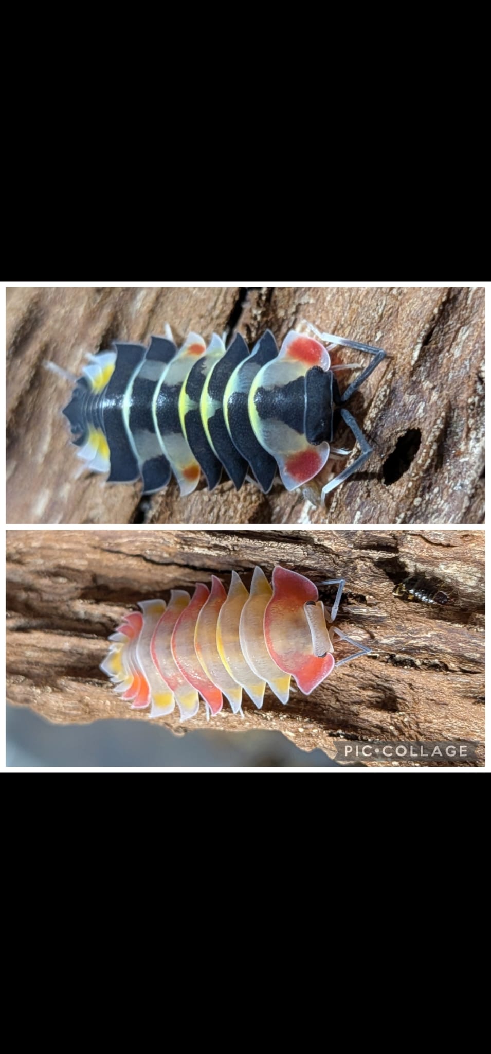 Ardentiella  Aurora male and female bundle