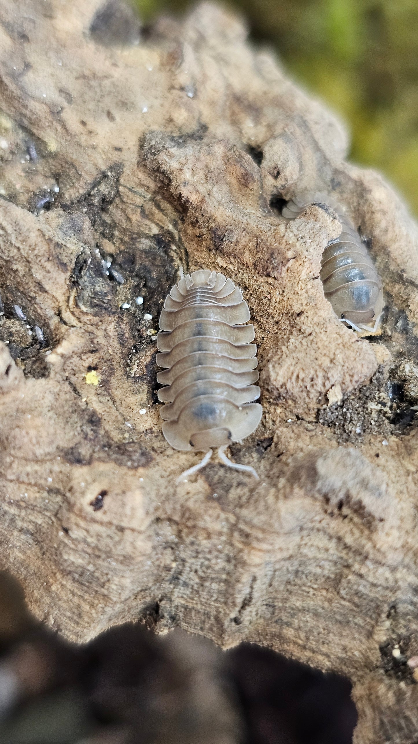 Troglodillo sp no id