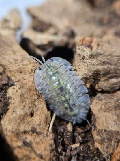 Troglodillo green goblin