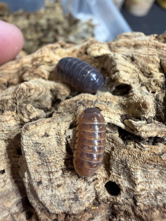 Armadillidium Vulgare Candy Mix
