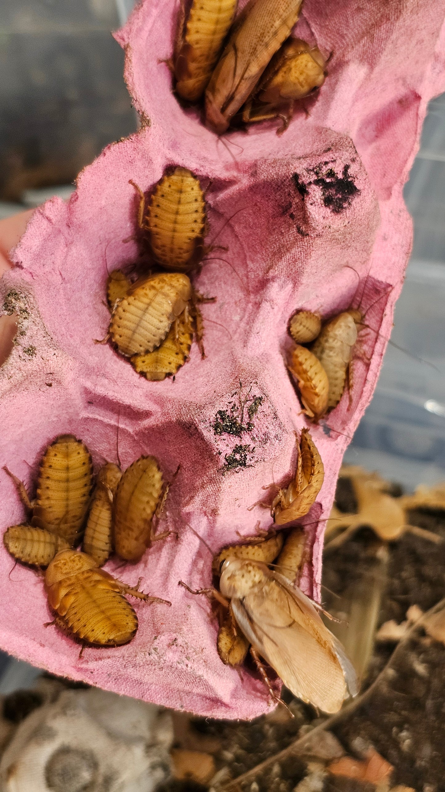 Rhyparobia maderae
