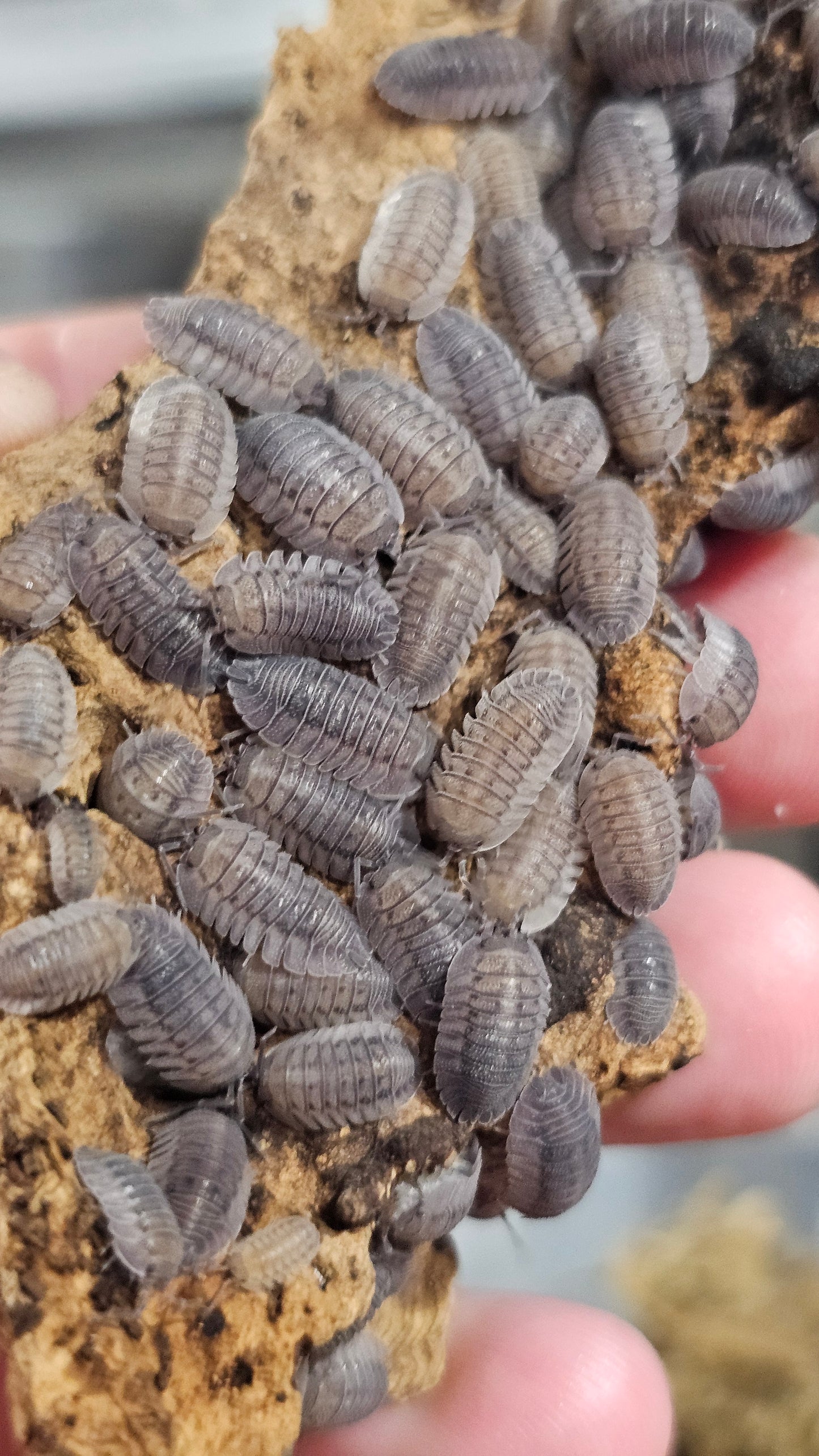 Armadillidium Perracca