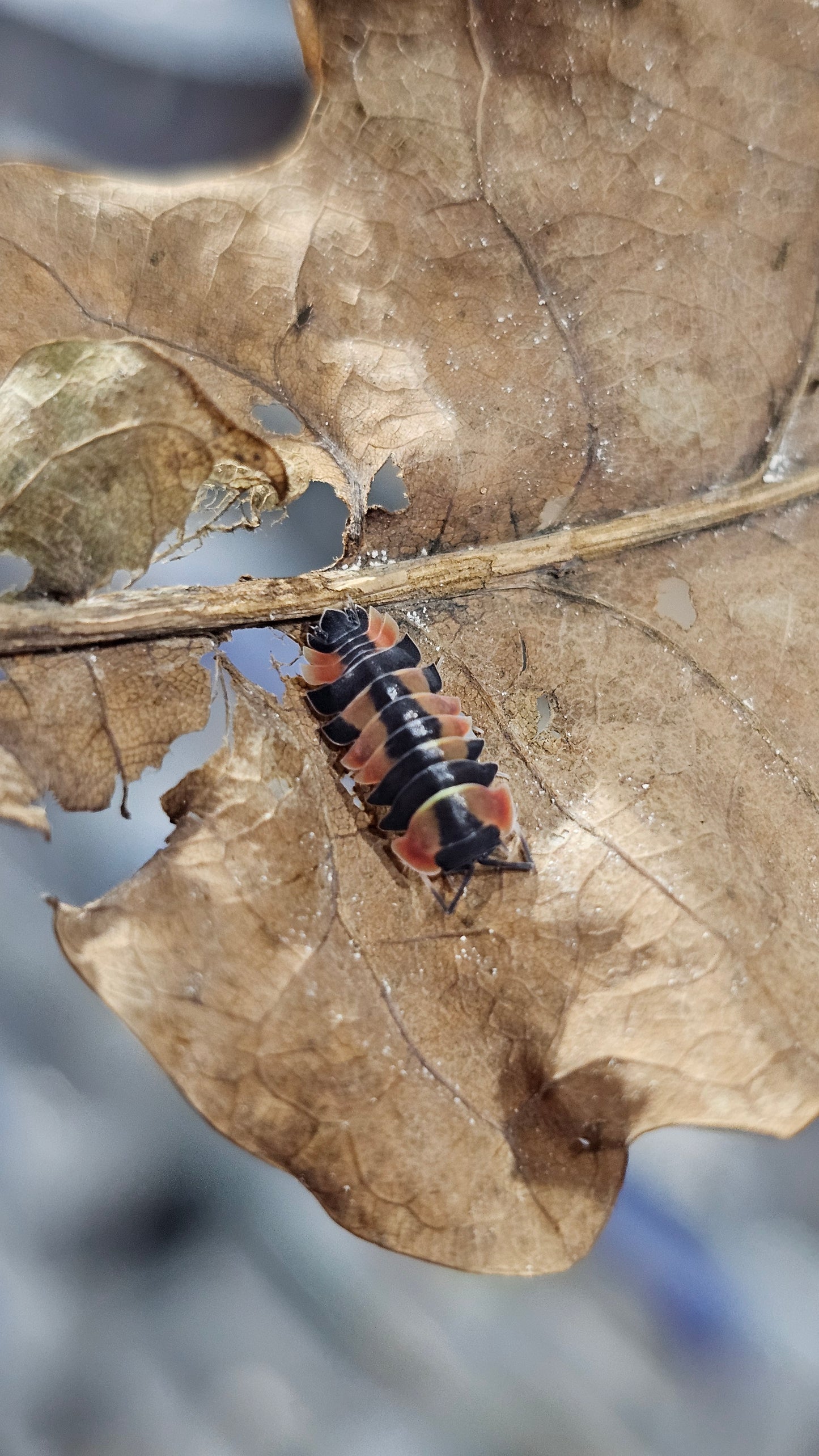 Ardentiella phoenix pastel red