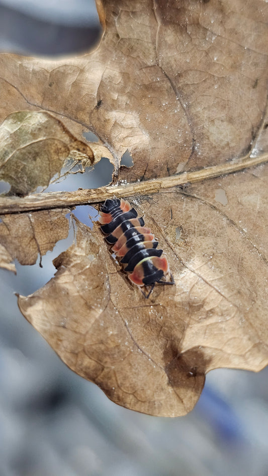 Ardentiella phoenix pastel red