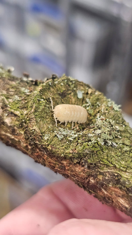 armadillidium badium casteldaccia white