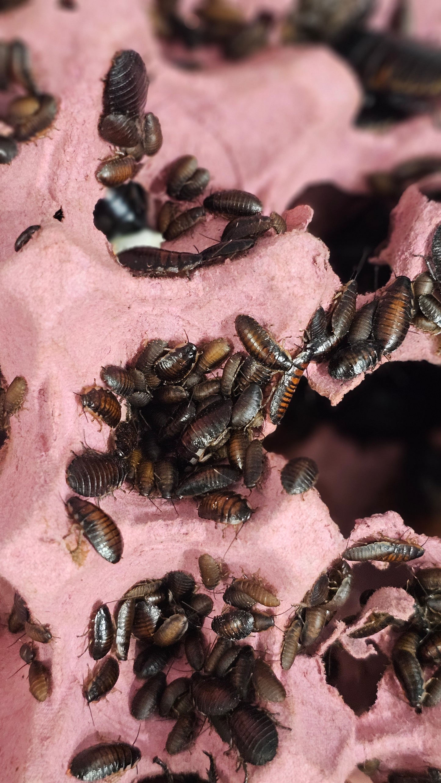 Madagascar hissers bulk nymphs