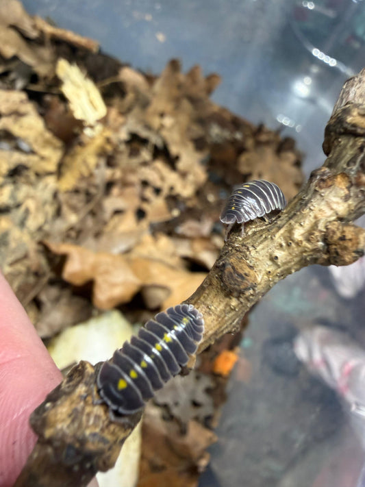 Armadillidium Germanicum (Darth Vader)